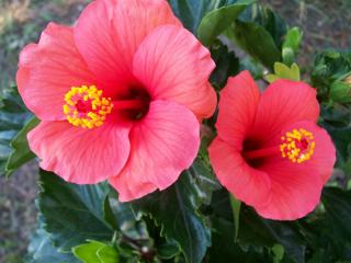 Su Casa: Sunny Sunday Flowers