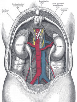 Your Kidneys and You