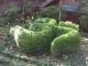 Om Bush
