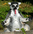 Animals Did Yoga First