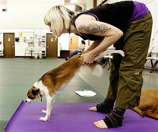 Doggie Yoga: Downward Dog at its Best