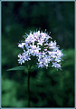 Valerian Root:  Nature's Valium