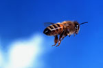 Spring and Bee Stings