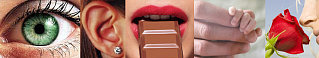 Which of the 5 Senses is MORE Important to You?