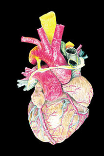Men vs. Women: Heart Disease