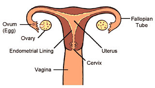 How Many Days Am I Fertile?