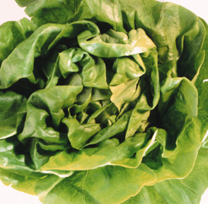 Leafy Green Breakdown