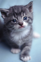Are You a CAT Person or a DOG Person?