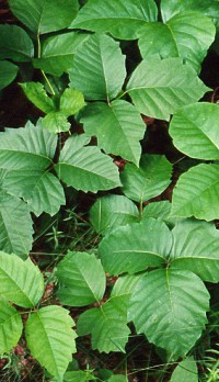 Hikers Beware:  Poison Ivy Thriving with Global Warming