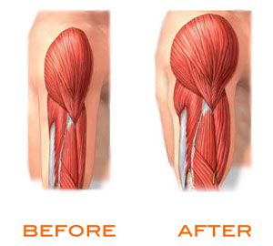 How Muscles Are Made