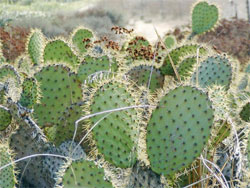 Fruit & Vegetable of the Month Club: Cactus