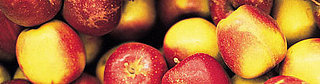5 Things: Apples
