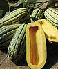 Delectable Delicata
