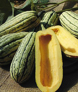 Delectable Delicata