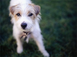 Exercise Safety Tip: Dealing With Unknown Dogs