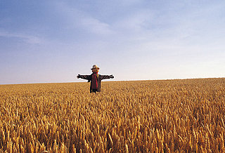 Do You Know Gluten?