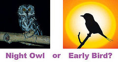 Dear Poll:  Are You a Night Owl or an Early Bird?