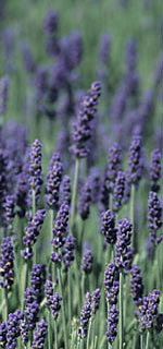 Relax Already: Lavender Bath