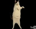Happy Caturday!