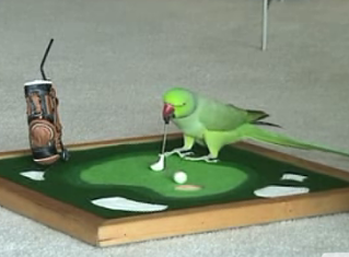 Another Bird Genius