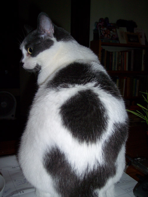 suzannescat suzannescat