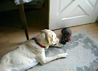 Big Dog and Tiny Kitten Frolicking