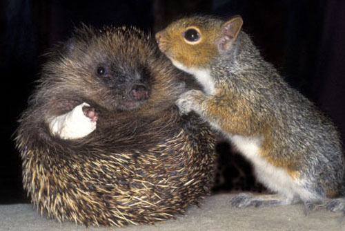 Interspecies Lovin'