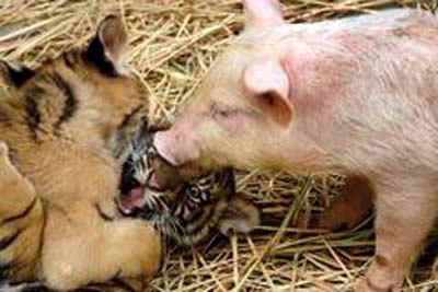 pig3 pig3