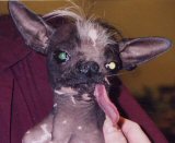 Vote Now: Who Is The Ugliest Dog In The World?
