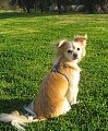 Pet of the Week