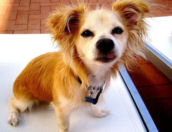 peanut2
