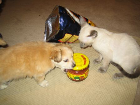 peanut5 peanut5