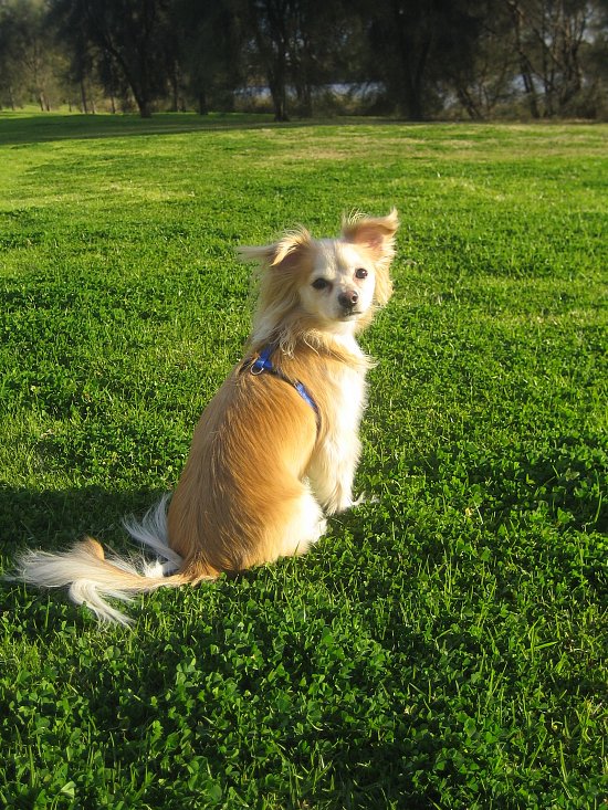 peanut