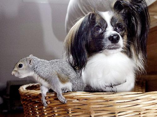 Interspecies Lovin'