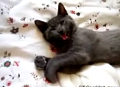 Talking Cat Wants A Word With You