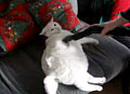 Fat Cat Loves Being Vacuumed