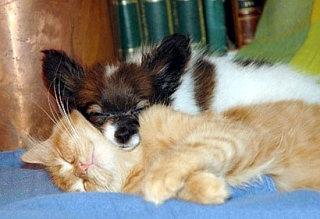 Interspecies Lovin'