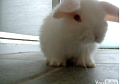 Baby Bunny Grooms Its Cute Self