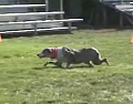 Dog Thinks It's A Cat