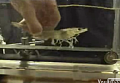Shrimp On A Treadmill