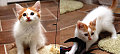 Pets of the Week
