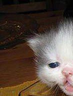 Stoned Kitty