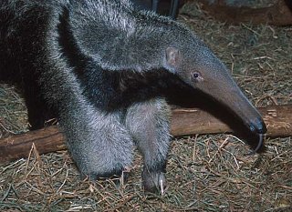 Cute Alert: Baby Anteater