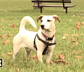Dogs To Take Over World? 