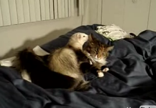 Extreme Cuddling: Ferret & Cat Edition