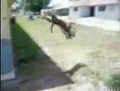 Backflippin' Dog