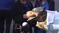 Triumph The Comic Insult Dog At The Tony's