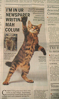 Cute Alert: Cat In The Newspaper