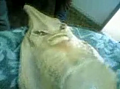 One Scary Lookin' Fish