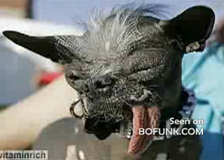 Introducing Elwood: The World's Ugliest Dog